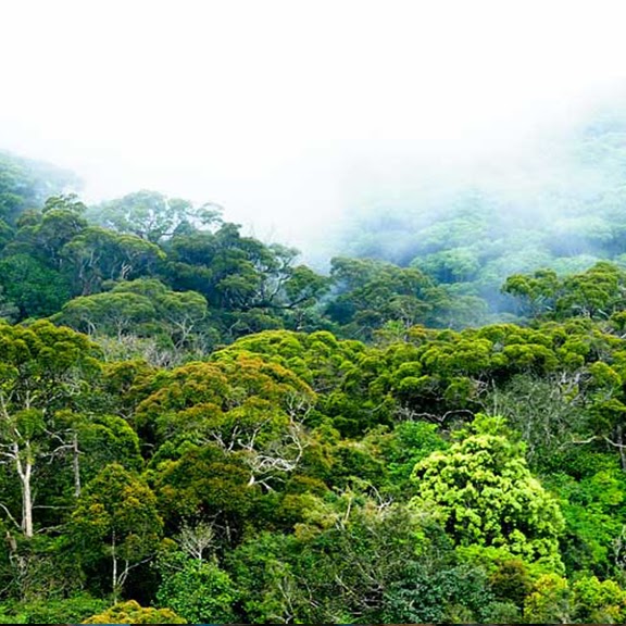 Sri Lankan landscape