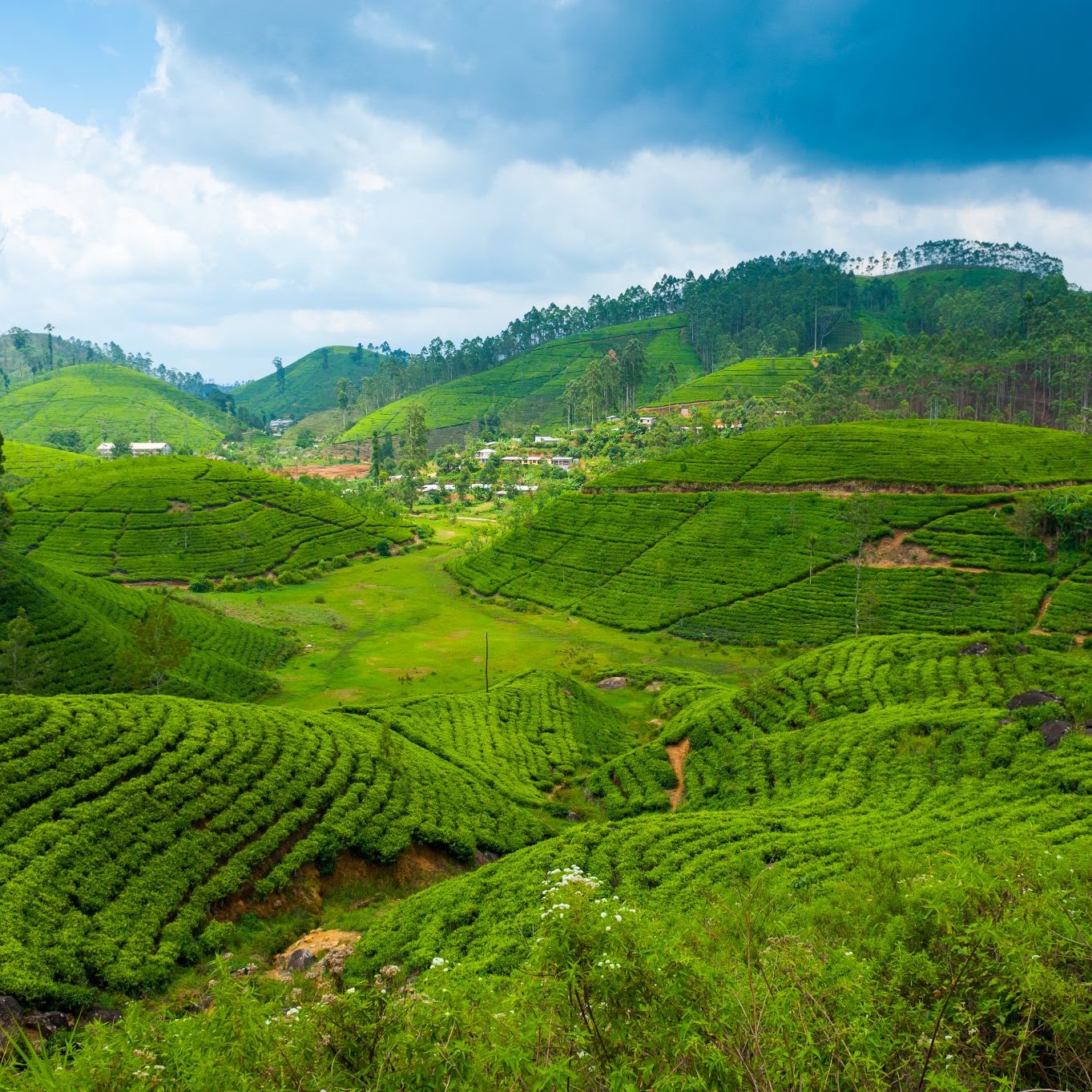 Nuwara Eliya