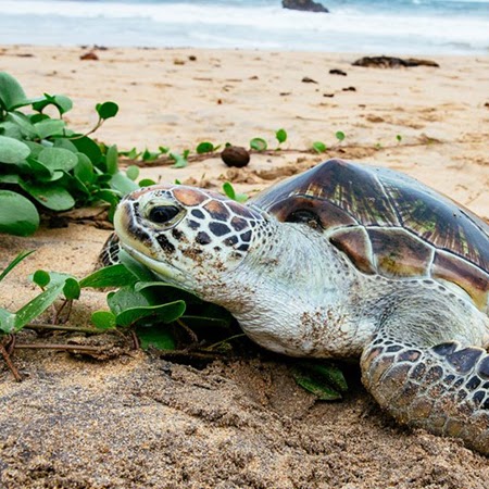Turtle hatchery