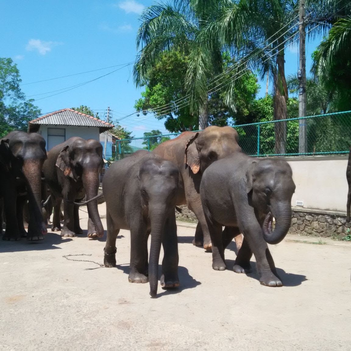 Pinnawala