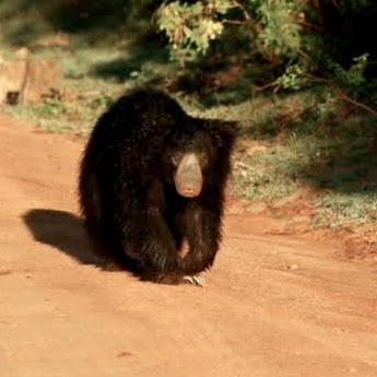 Sloth Bear