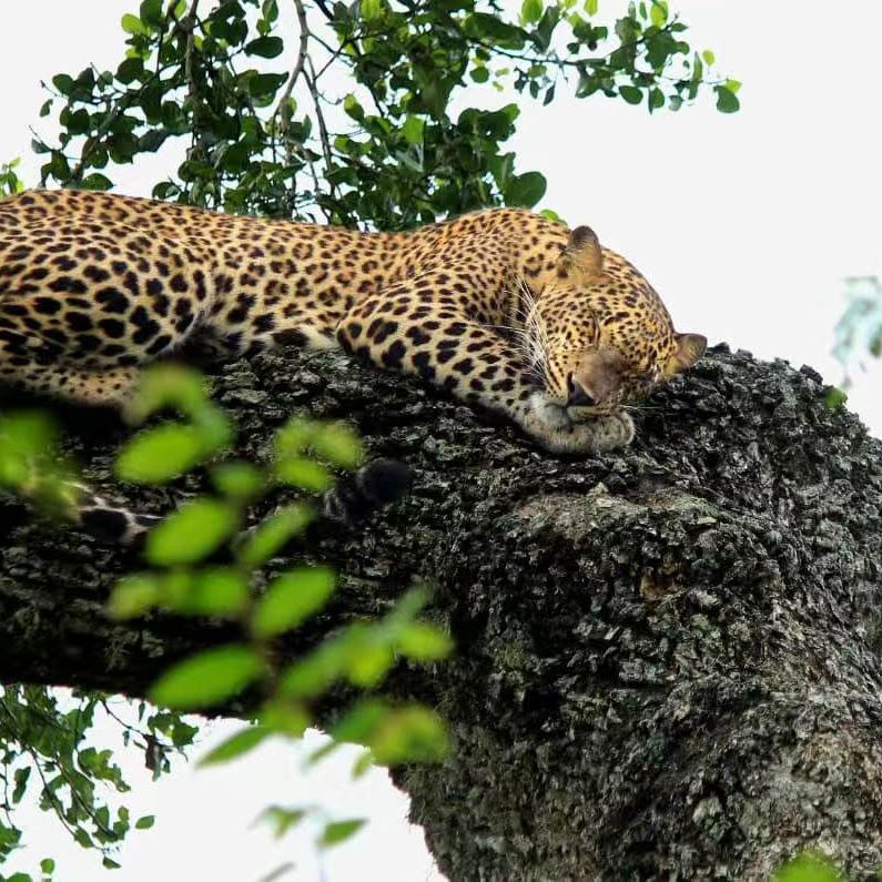 A Sri Lankan leopard