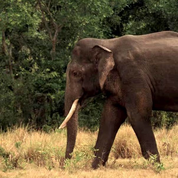 Wildlife tour