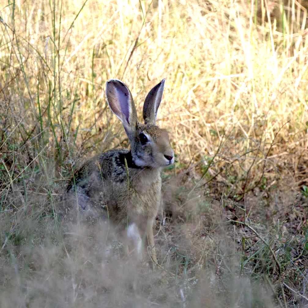 Black-naped Hare