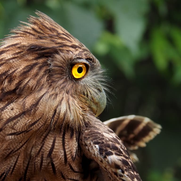 Brown Fish Owl