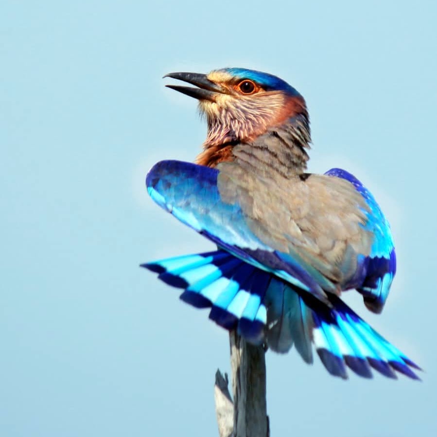 Birding tour