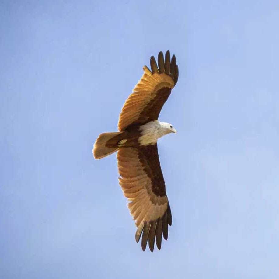 Brahminy Kite