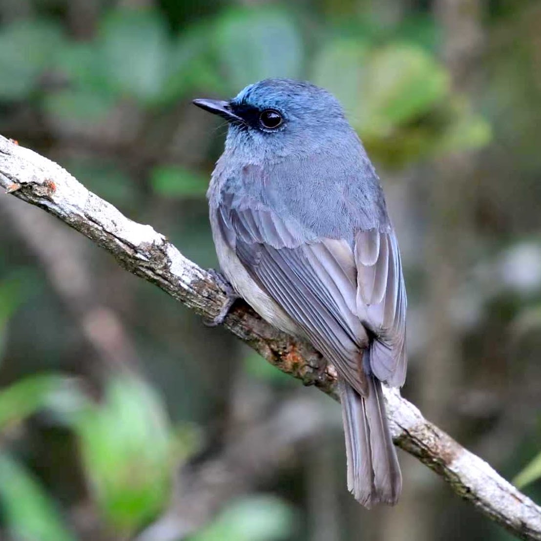 Dusky Blue Flycatcher