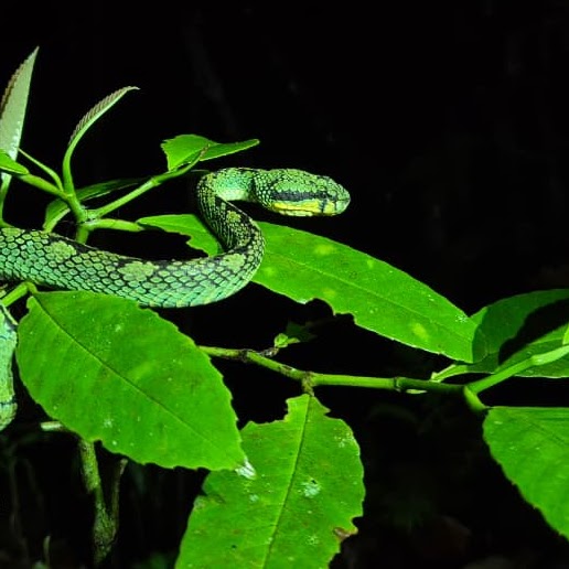 Herping tour