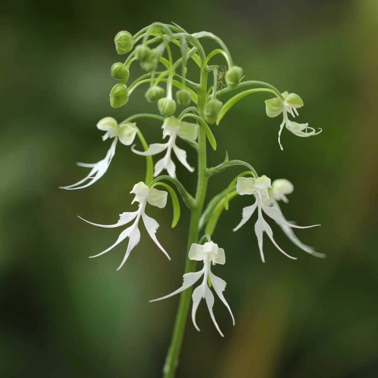 Doll Orchid