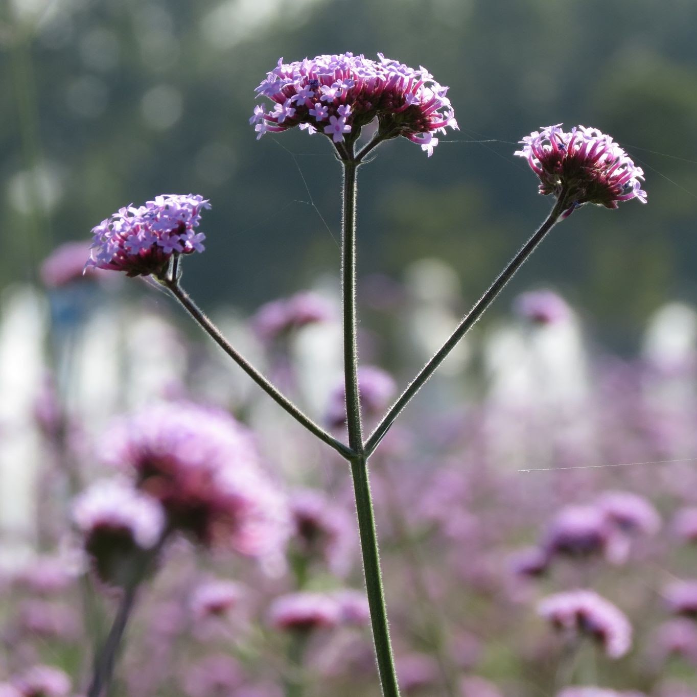 Argentinian Vervain