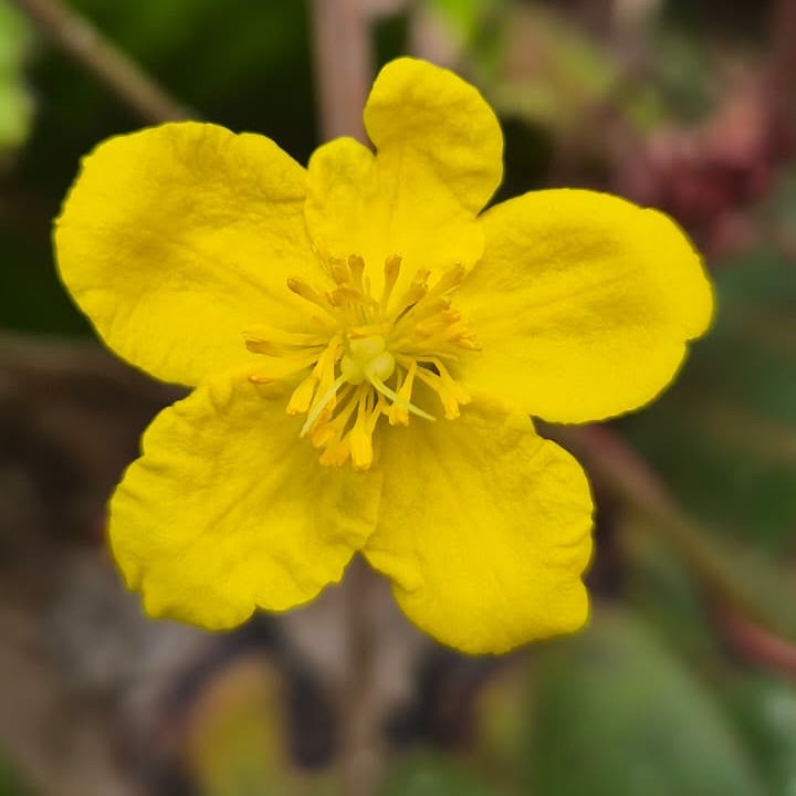 Cinquefoil