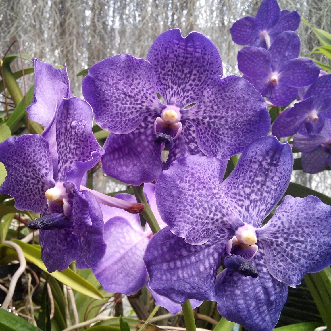 Blue Vanda