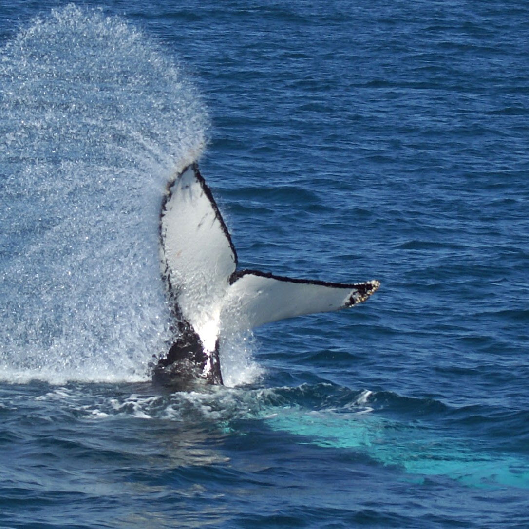 Humpback Whale