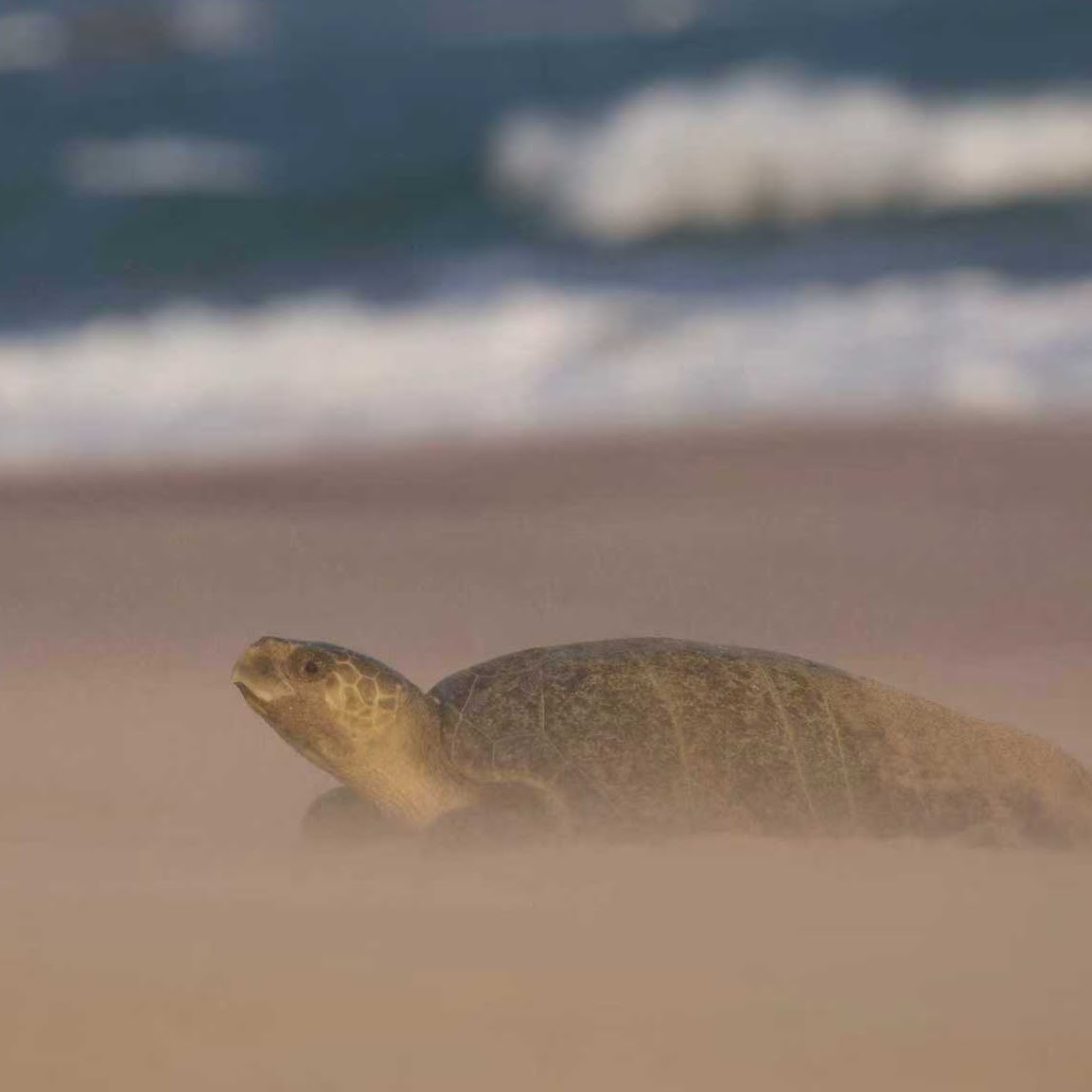 Olive Ridley Turtle