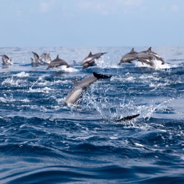 Spinner Dolphin