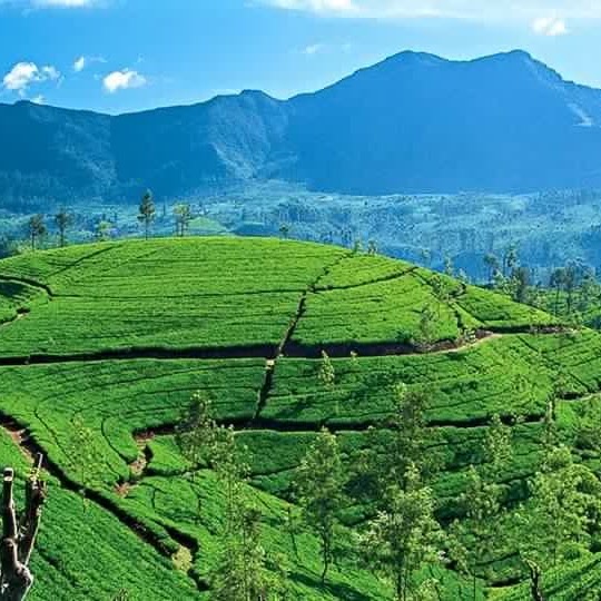 Tea garden