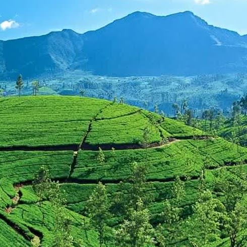 Tea garden